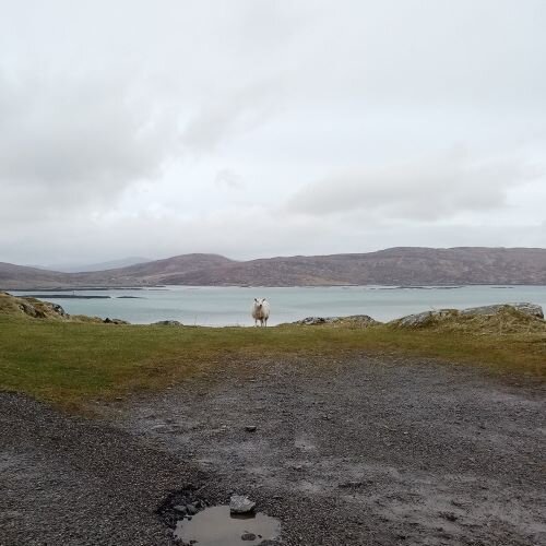 Ett vitt får på en gräsplätt framför en vik med berg i bakgrunden. 