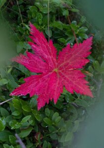 Inbjudan till minnesgudstjänst: Rött löv, 10-pack